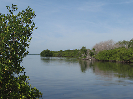 Looking towards the Indian River