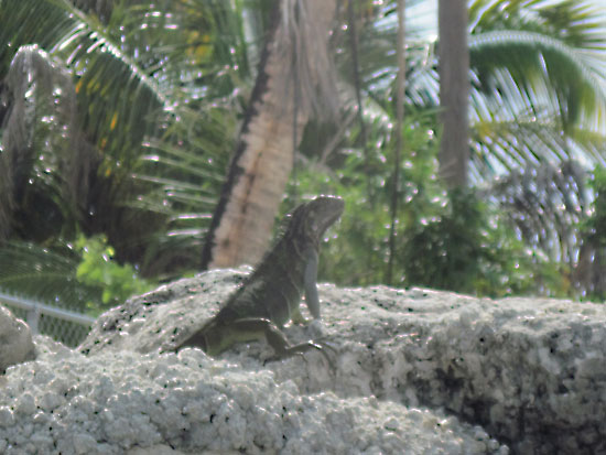 Iguanna on the rocks