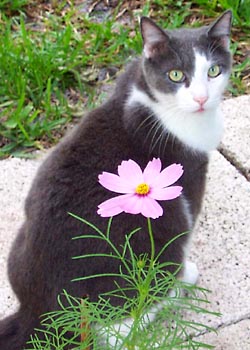 A-001 Cat and flower