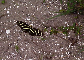 A-004 Yellow and black striped butterfly