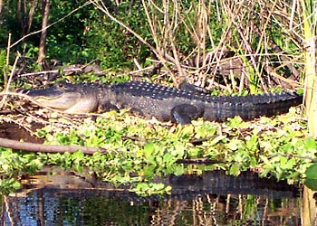 A-012 Alligator sunning
