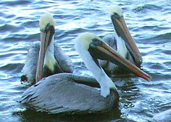 BD-017 Pelicans