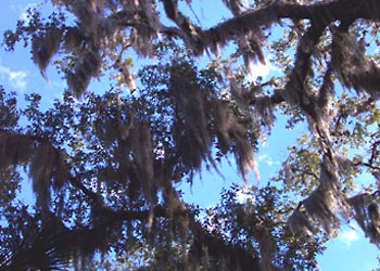 C-005 Oak branches with spanish moss