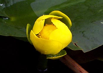 F-008 Yellow water lily
