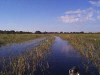 Airboat trail