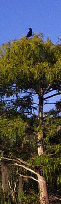 Blackbird in cypress