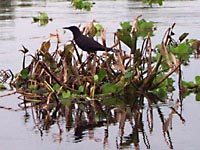 Blackbird floating