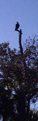 Buzzard in a dead tree