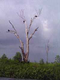 Buzzards in dead tree