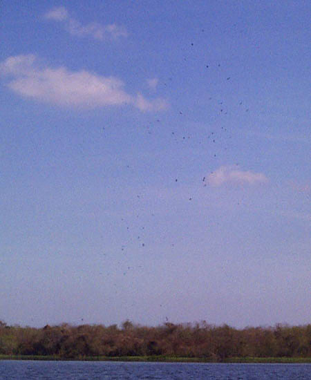 Buzzards flying high