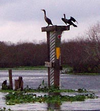 Cormorants on trestle