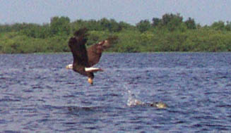 Eagle Striking the Water