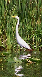 Great White Egret flying