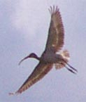 Ibis wingspan