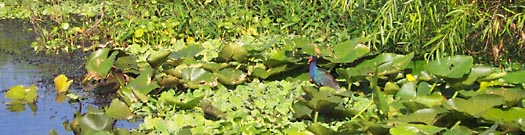 Purple Gallinule at edge of river