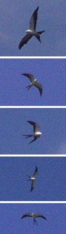 Swallowtail Kites in flight