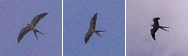 Swallowtail Kites in flight