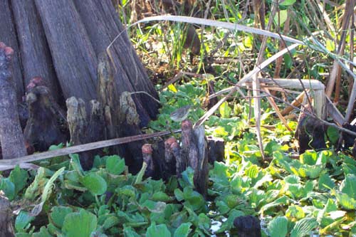 Palm Warbler among Cypress Knees