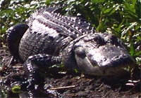 alligator johns river st basking bank sun