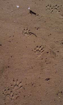 Racoon tracks
